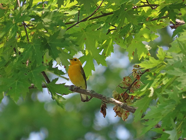 Prothonotary Warbler - ML620660516