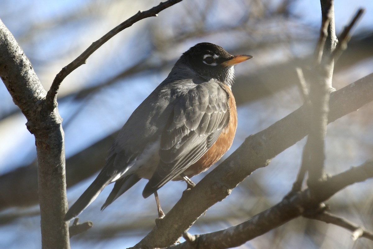 American Robin - ML620660524