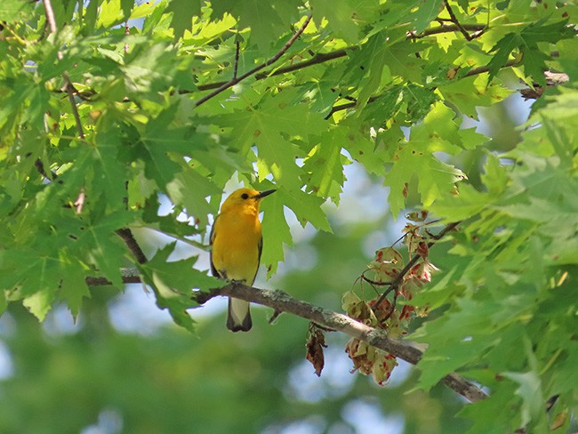 Prothonotary Warbler - ML620660525