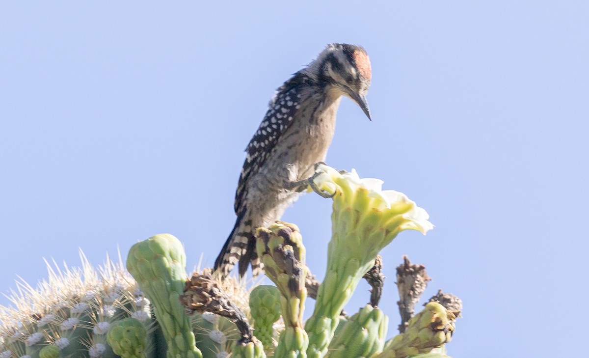 Ladder-backed Woodpecker - ML620660536