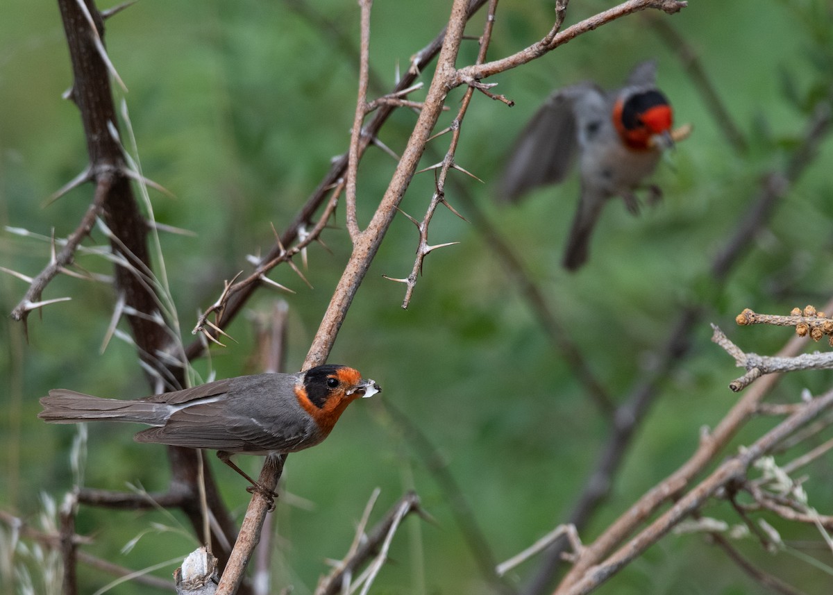 Red-faced Warbler - ML620660545