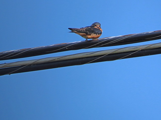 Barn Swallow (American) - Nancy Anderson