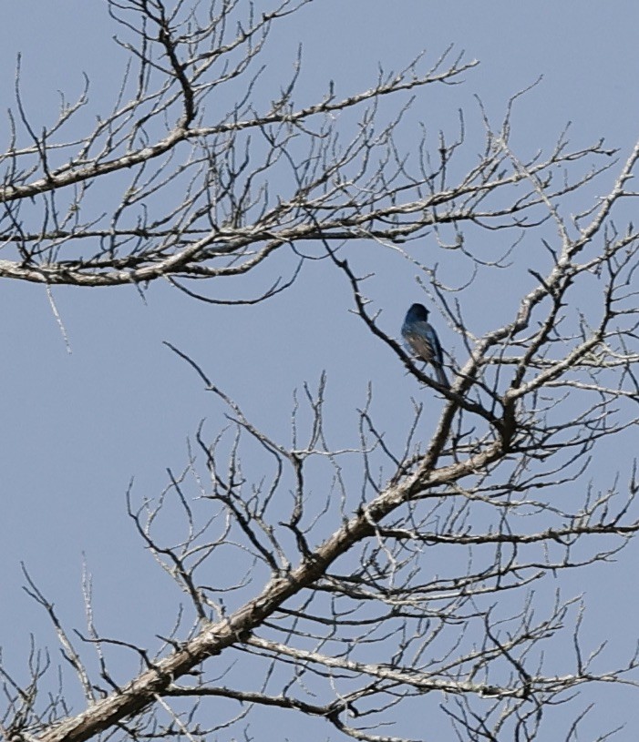 Indigo Bunting - ML620660559