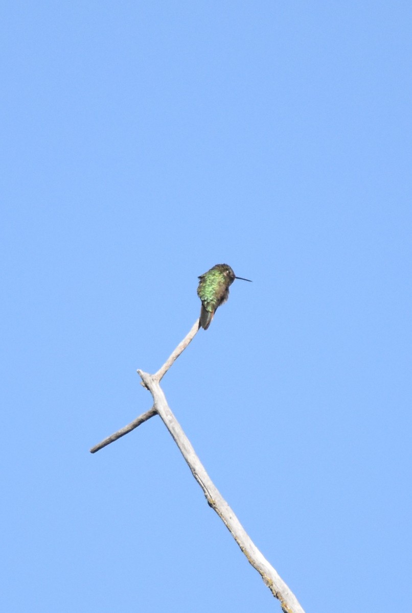 Broad-tailed Hummingbird - ML620660560