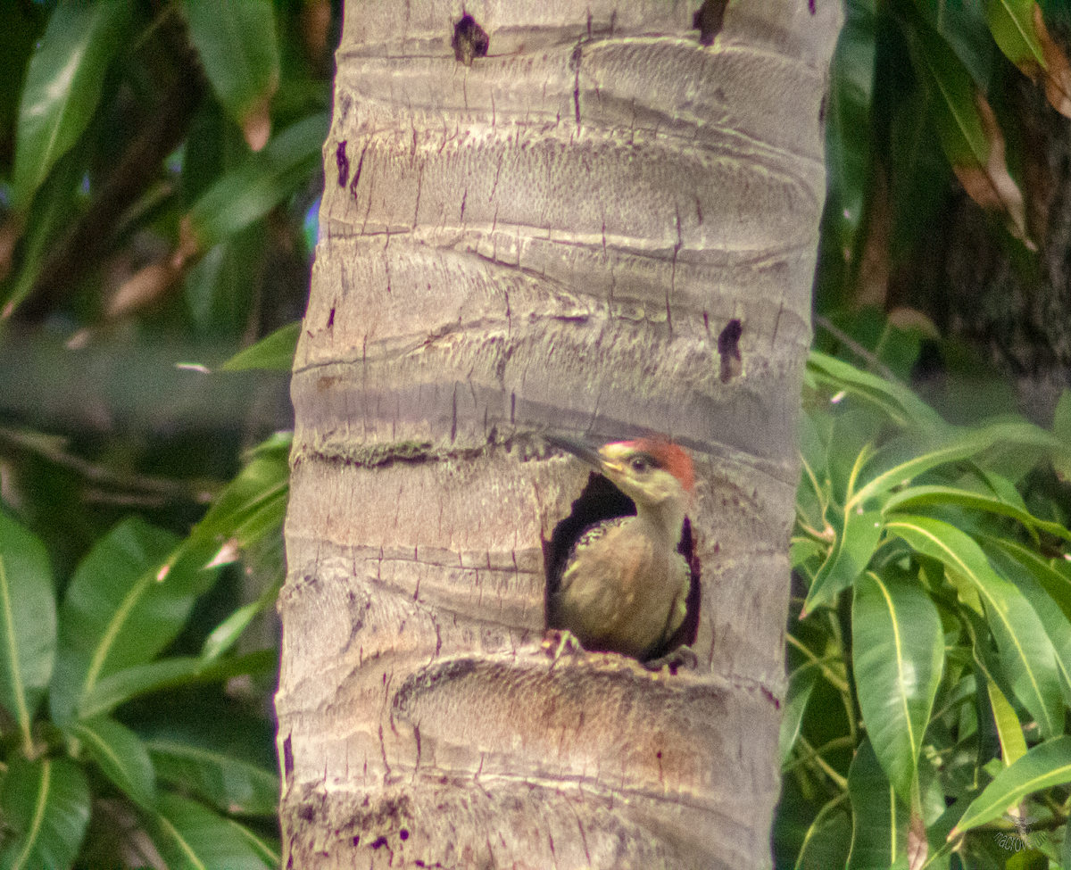 West Indian Woodpecker - ML620660562