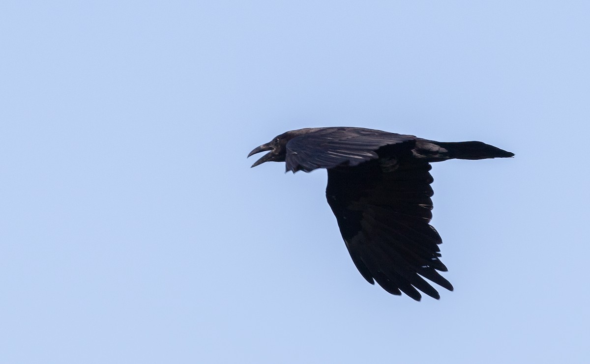 Common Raven - ML620660563