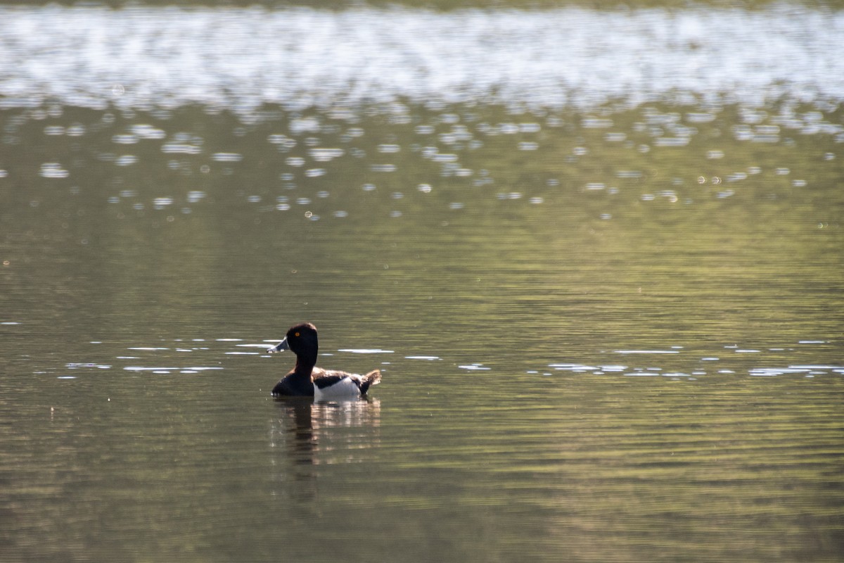 Ring-necked Duck - ML620660583