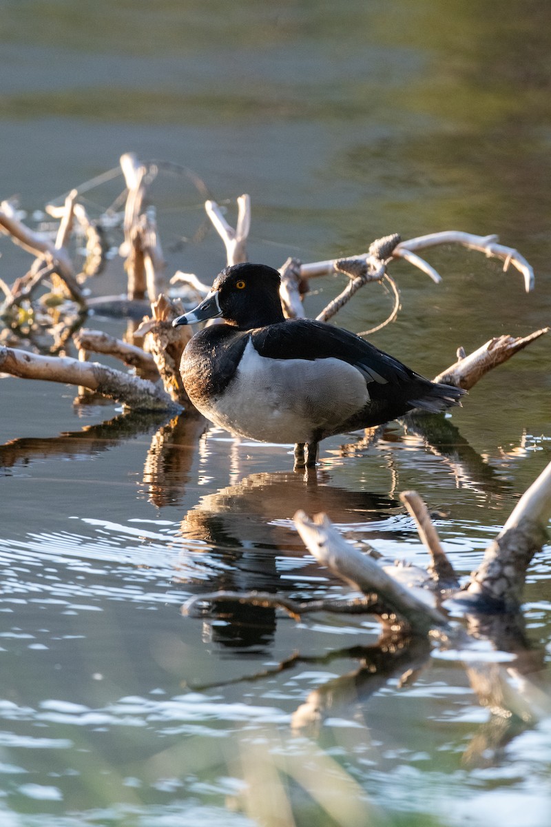 Ring-necked Duck - ML620660584