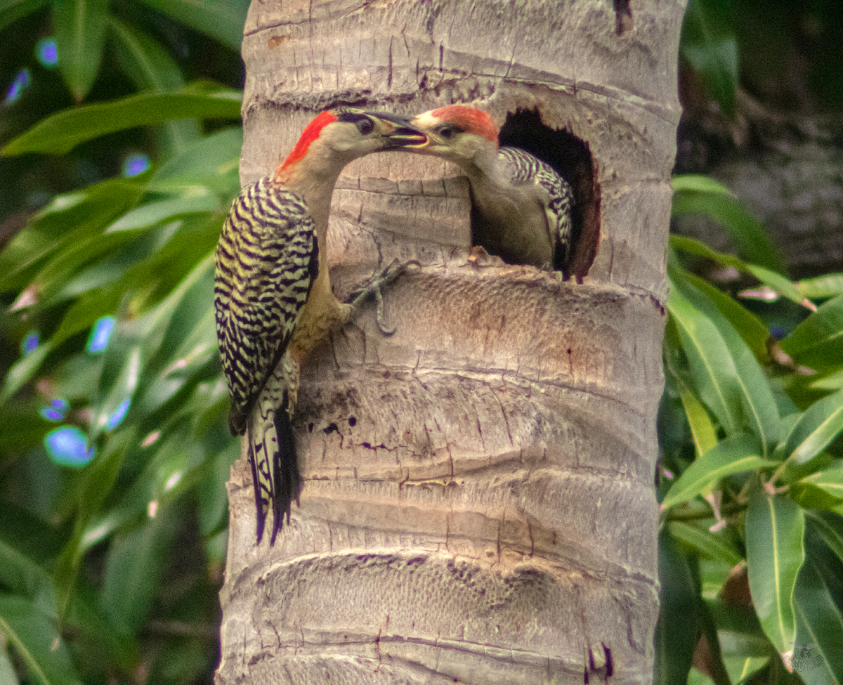 West Indian Woodpecker - ML620660586