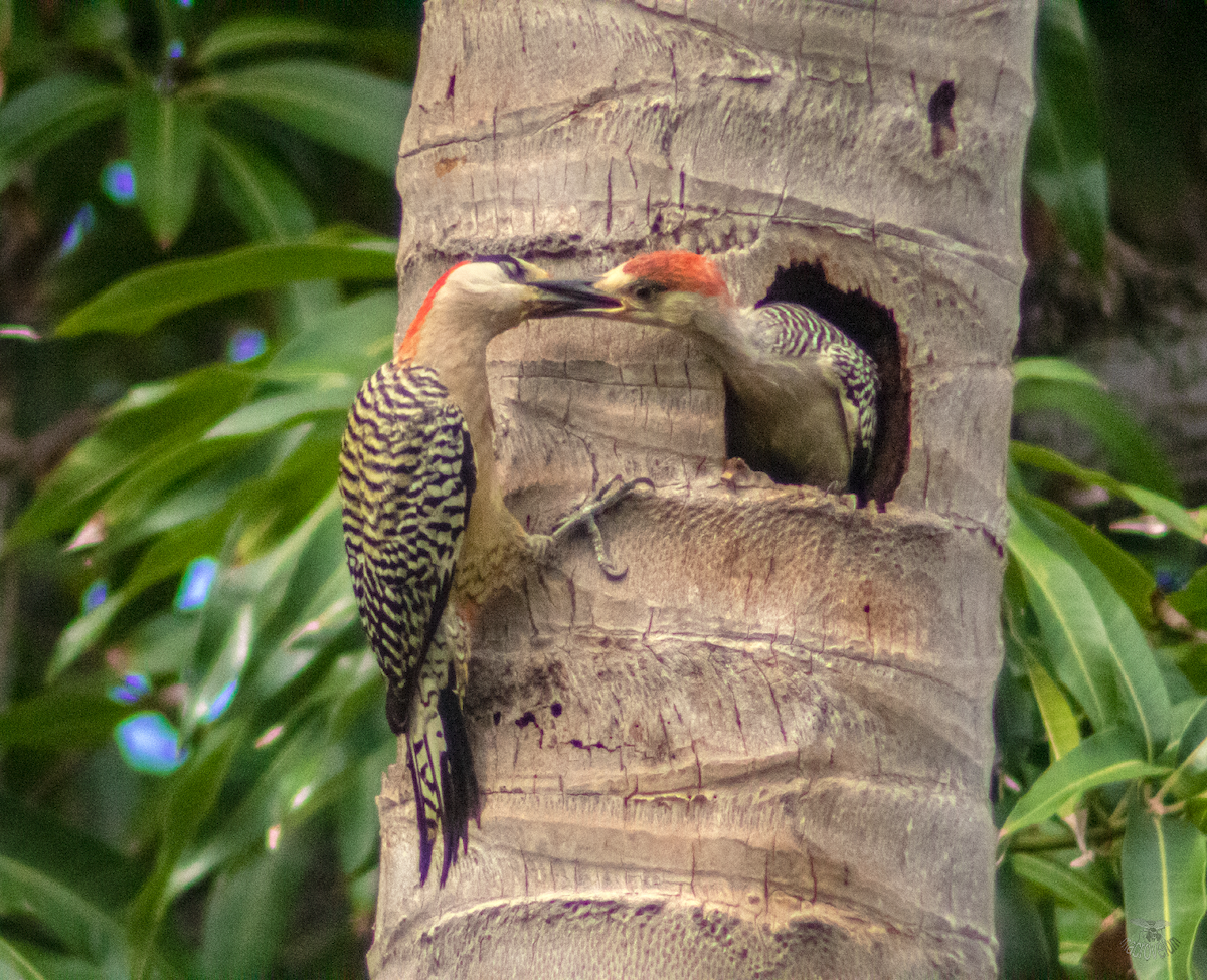 West Indian Woodpecker - ML620660587
