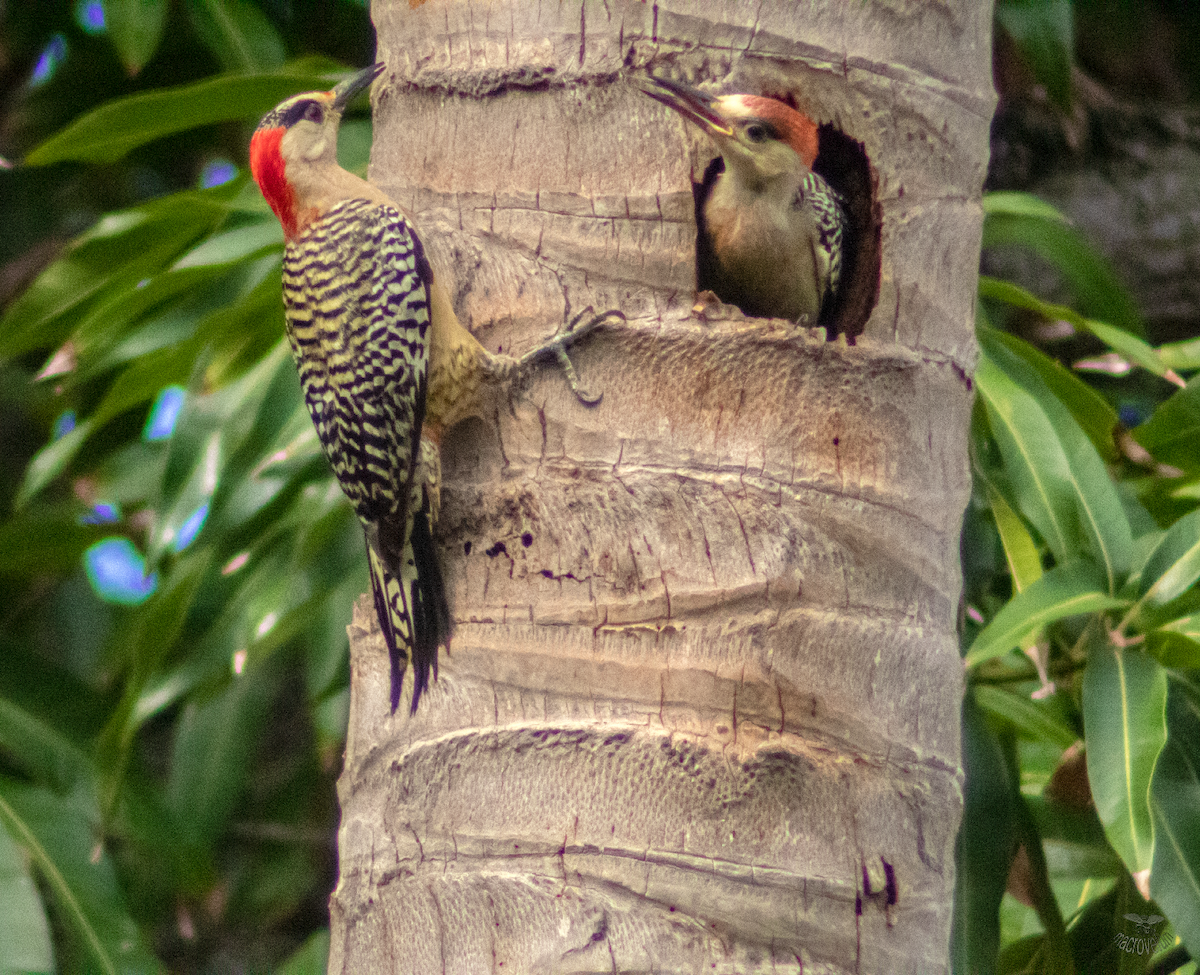 West Indian Woodpecker - ML620660588