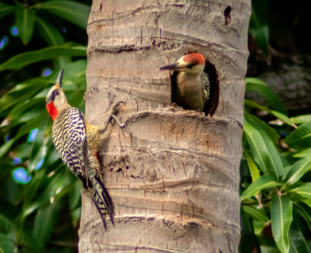 West Indian Woodpecker - ML620660590