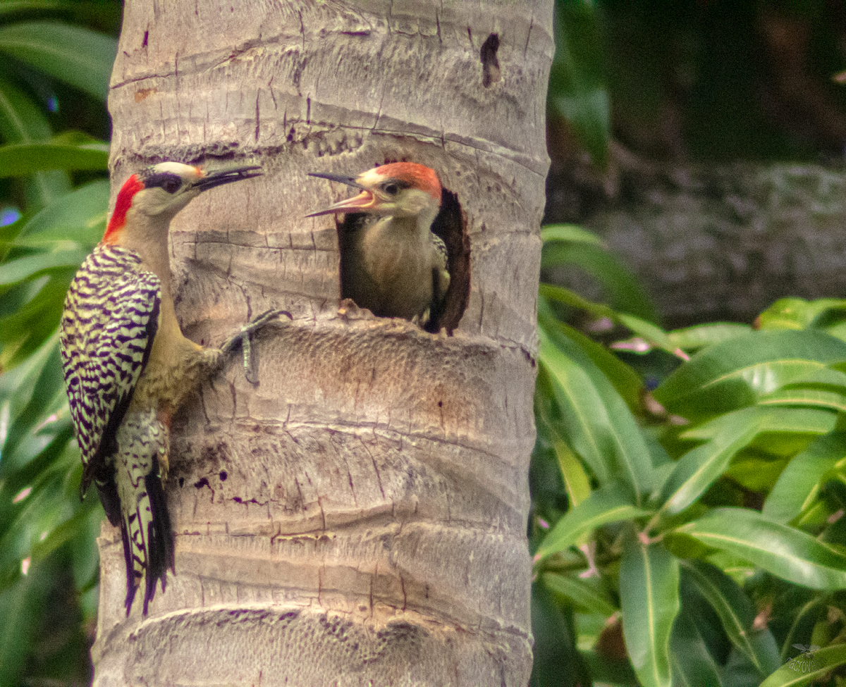 West Indian Woodpecker - Alejandro Sautié Viera