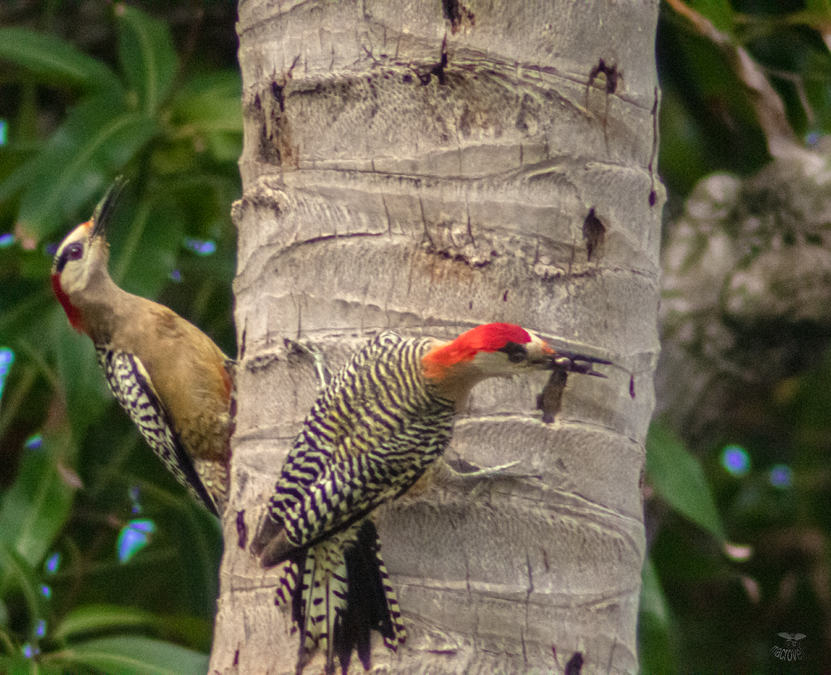 West Indian Woodpecker - ML620660592