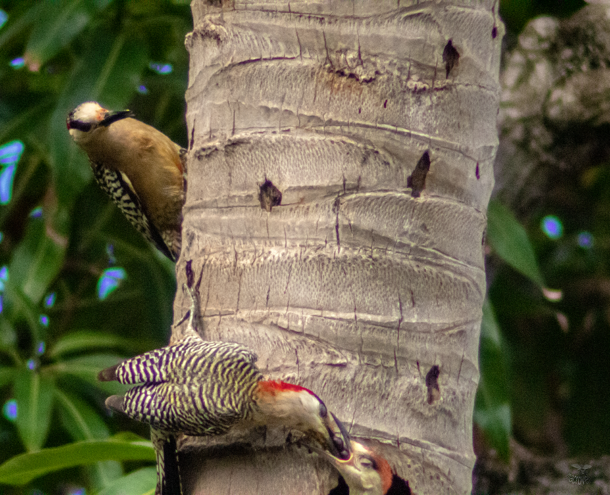 West Indian Woodpecker - ML620660593