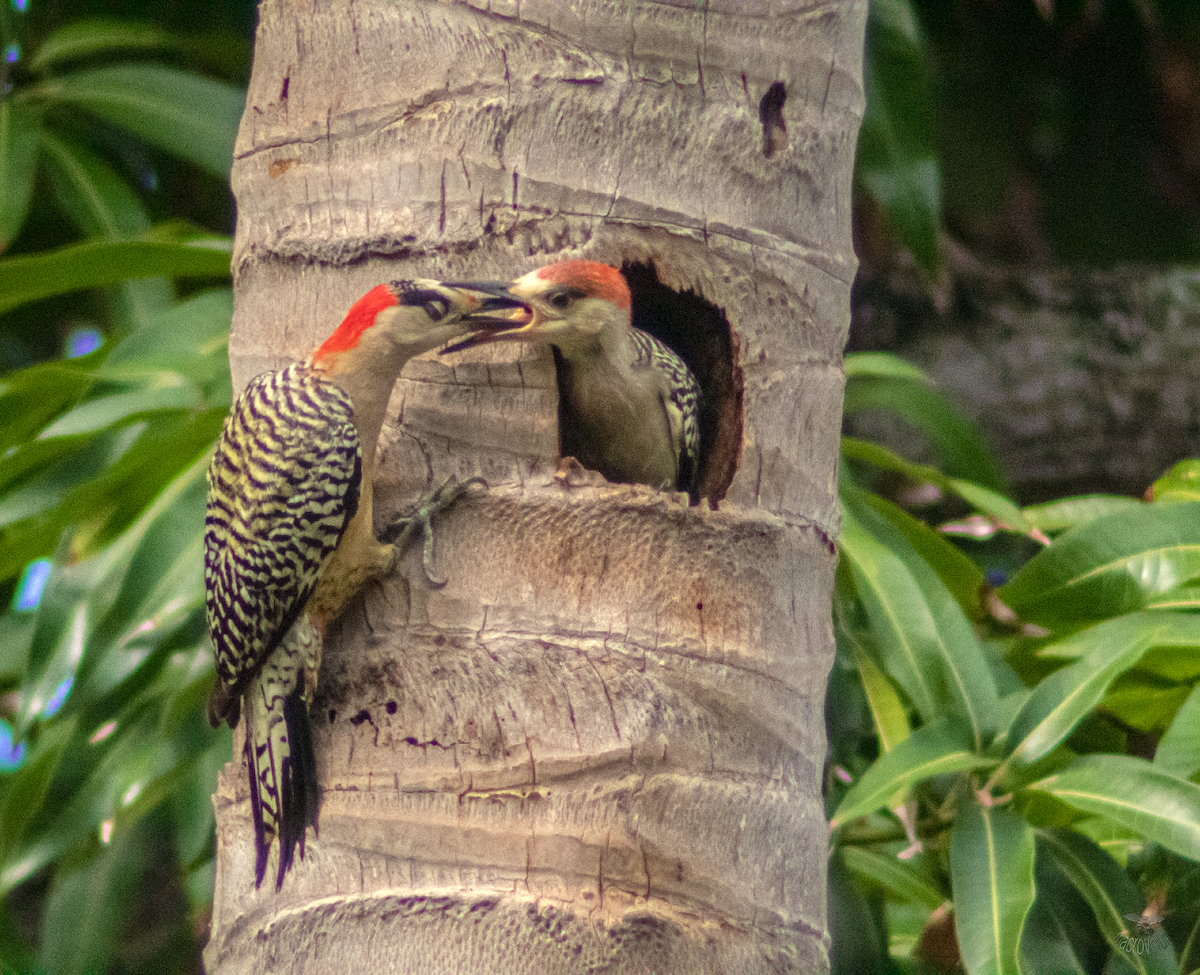 West Indian Woodpecker - ML620660594