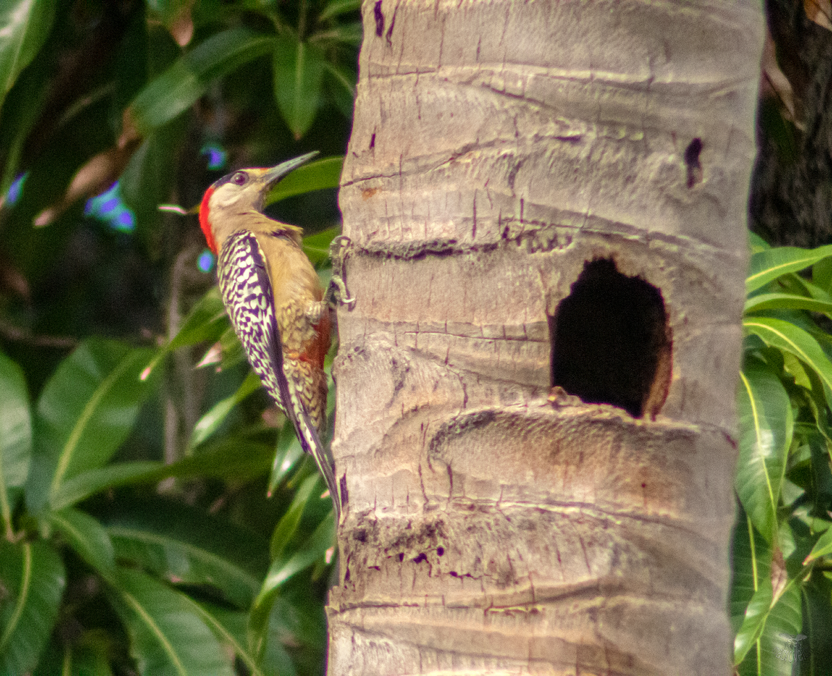 West Indian Woodpecker - ML620660595