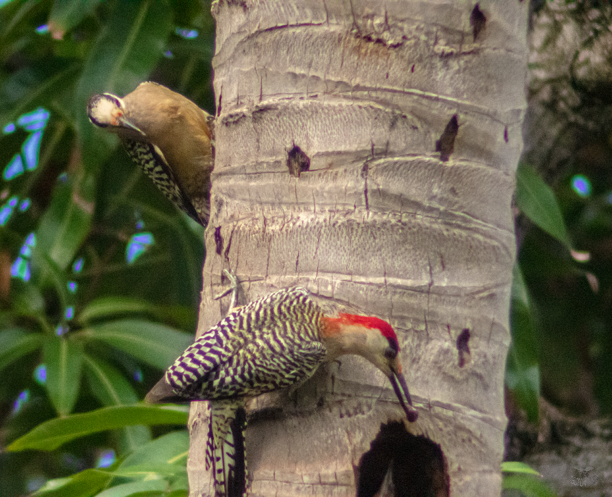 West Indian Woodpecker - ML620660596