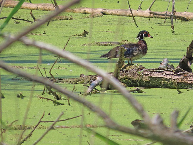 Wood Duck - ML620660597