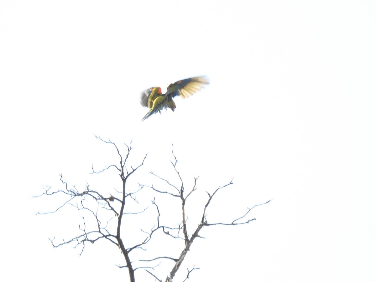 Red-fronted Macaw - ML620660603