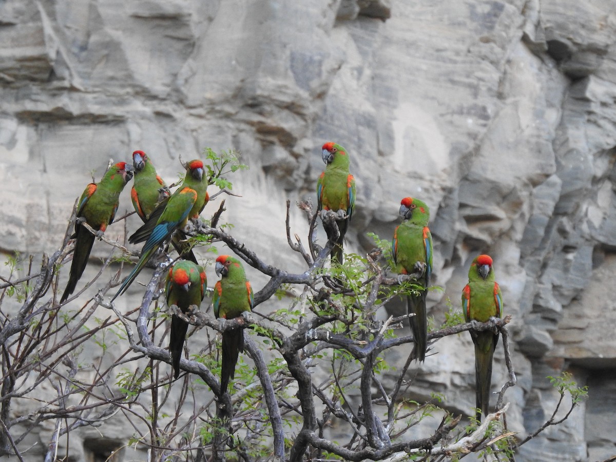 Red-fronted Macaw - ML620660606