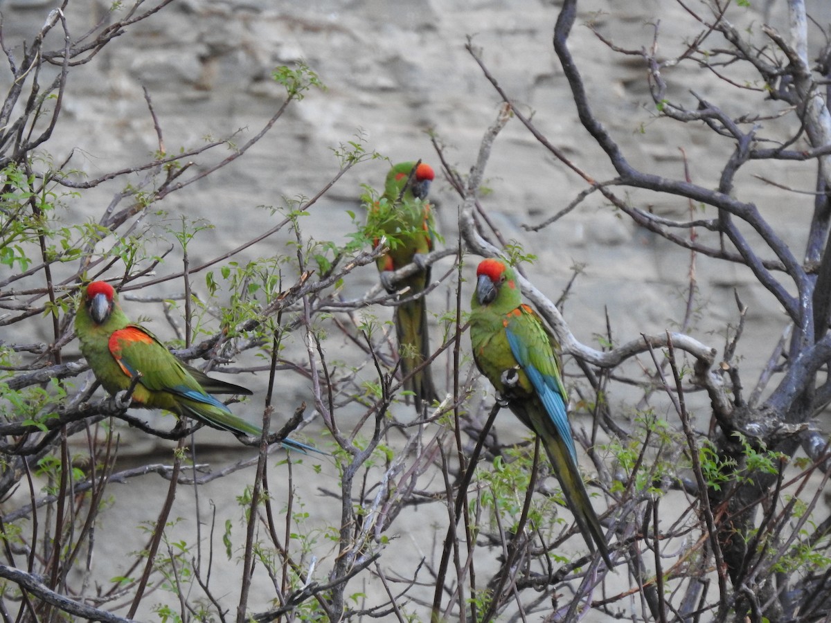 Red-fronted Macaw - ML620660607