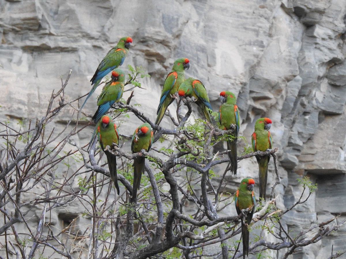 Red-fronted Macaw - ML620660608