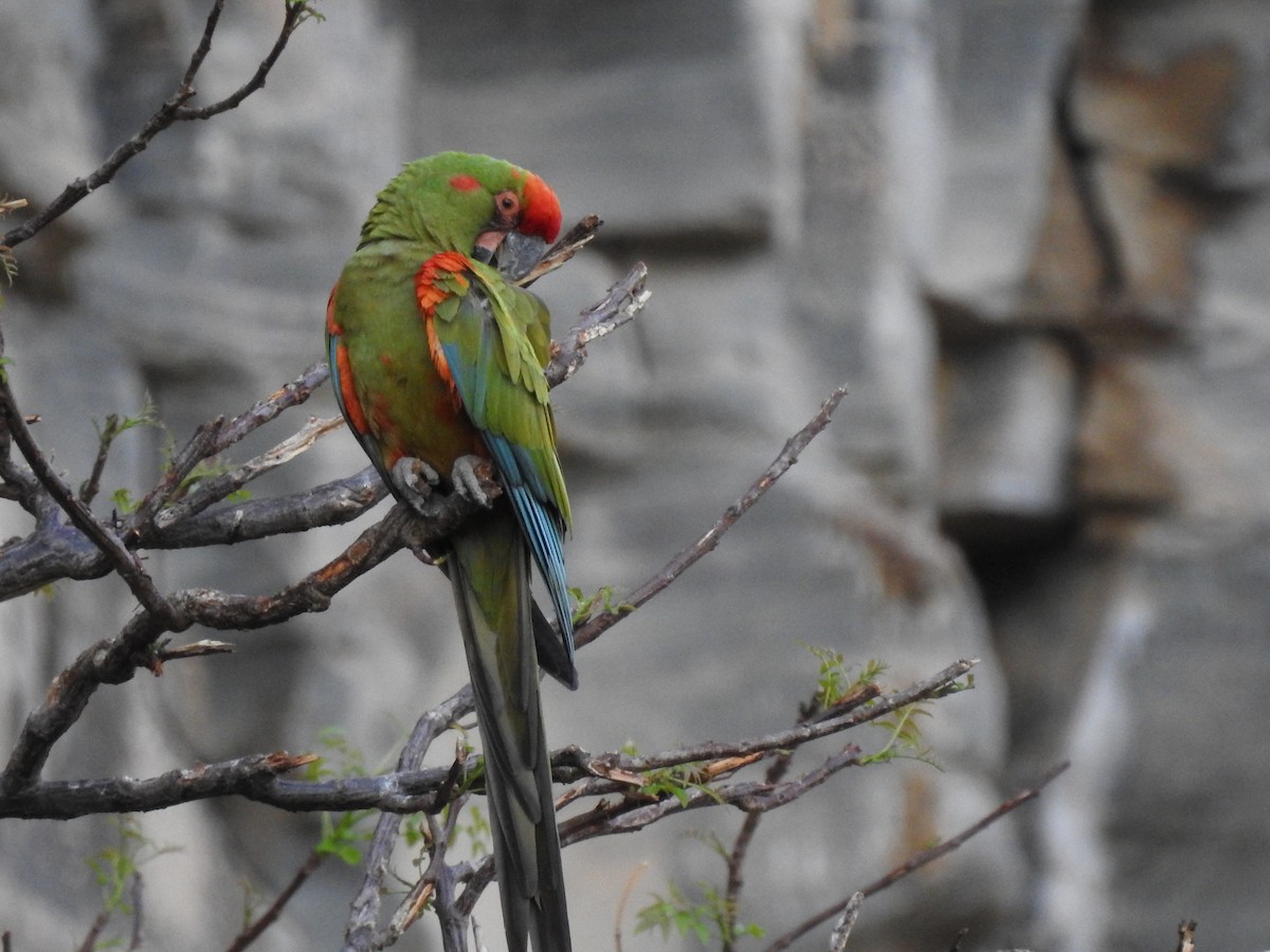 アカミミコンゴウインコ - ML620660609