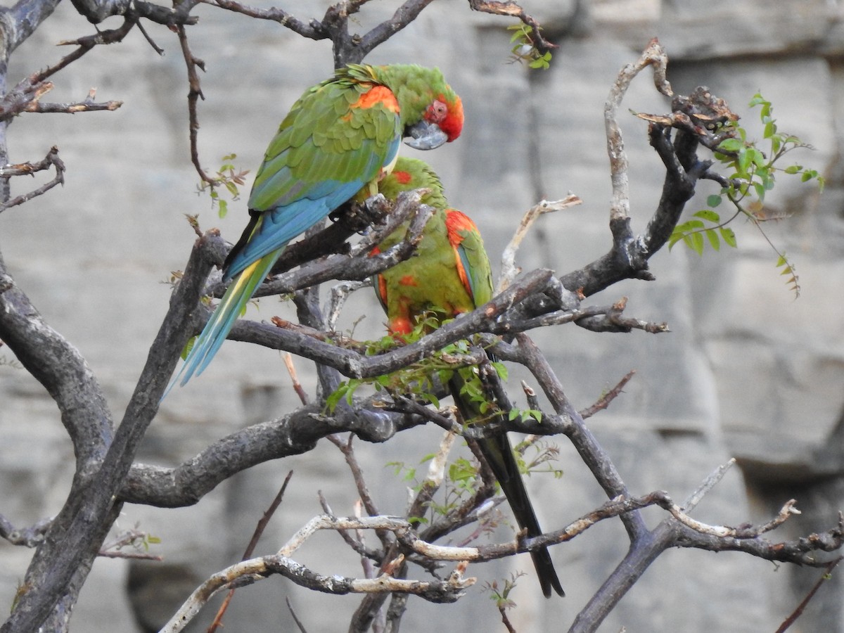 Red-fronted Macaw - Juan Carlos🦉 Crespo