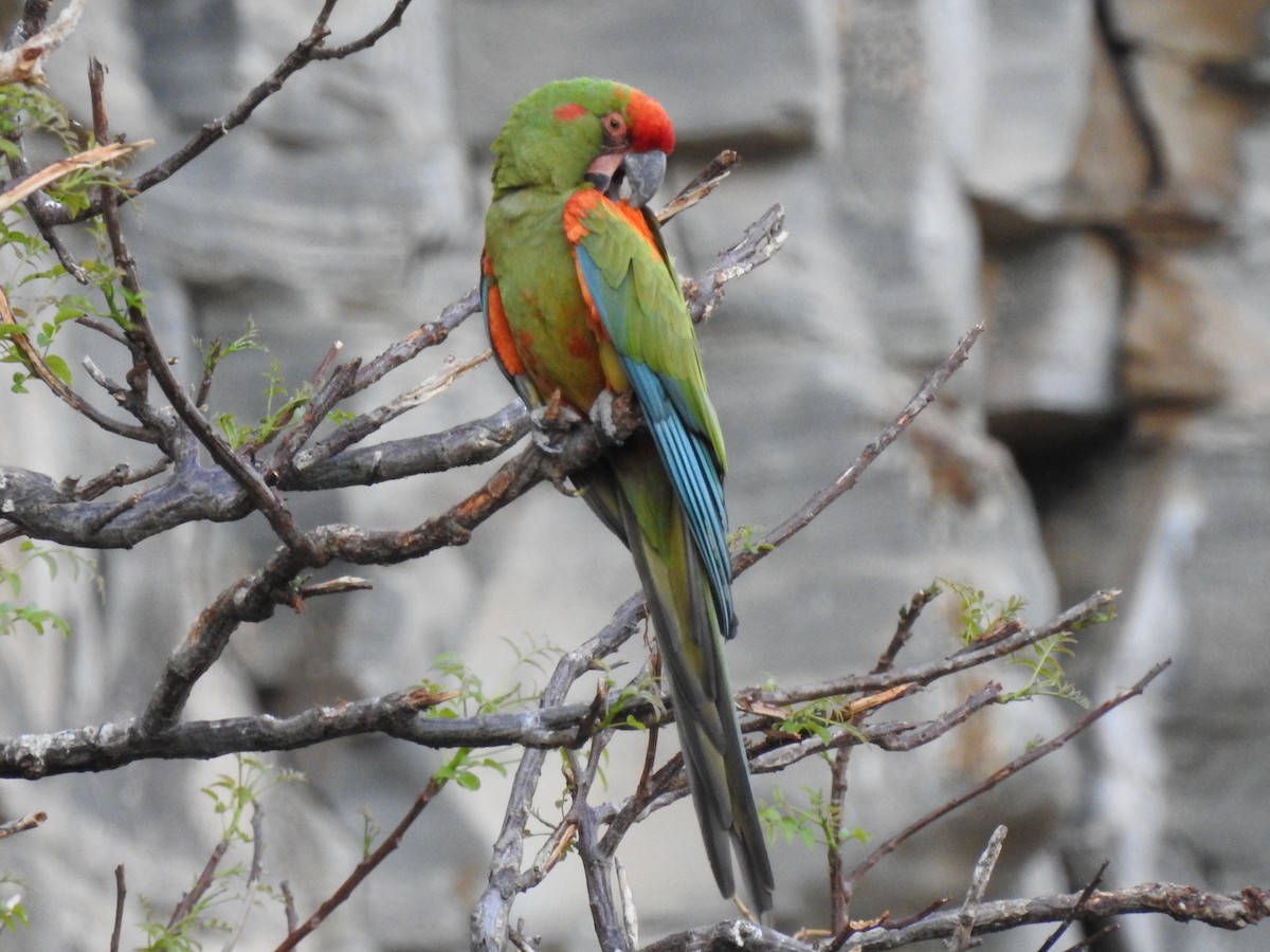 アカミミコンゴウインコ - ML620660611