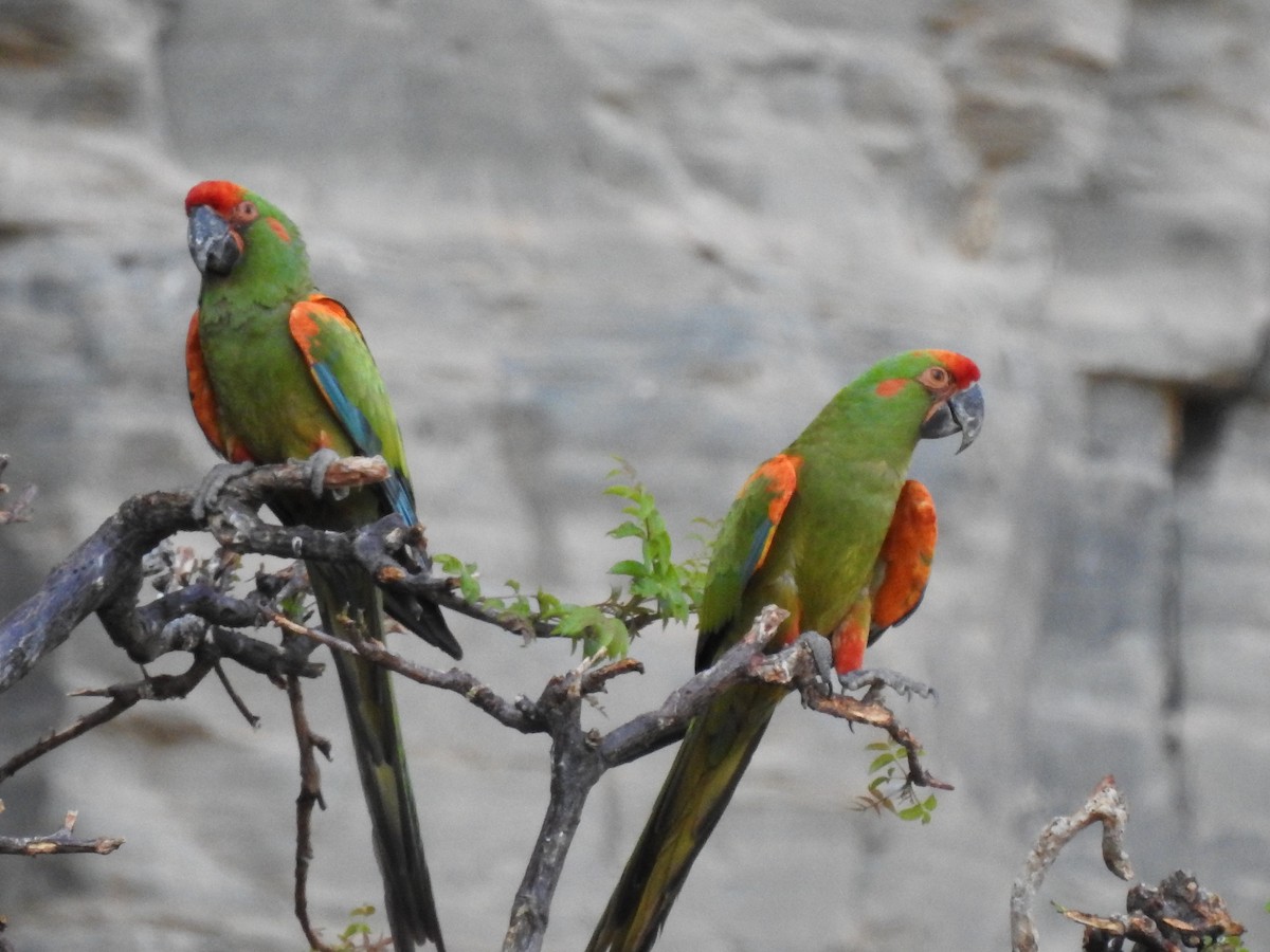 Red-fronted Macaw - ML620660613