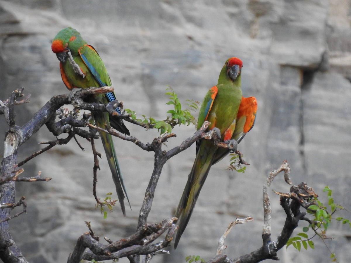 Red-fronted Macaw - ML620660614