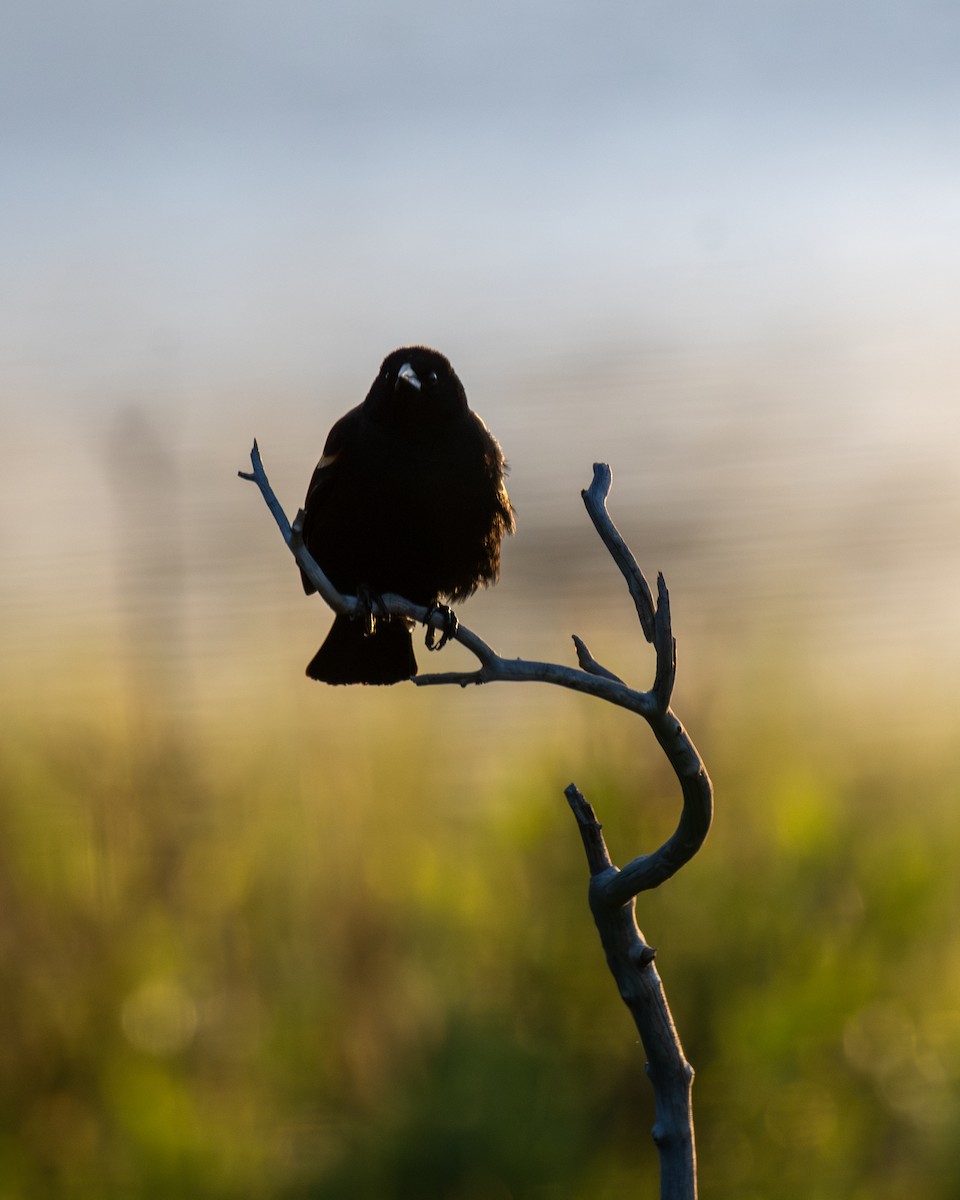 Red-winged Blackbird - ML620660615