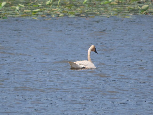 Trumpeter Swan - ML620660622