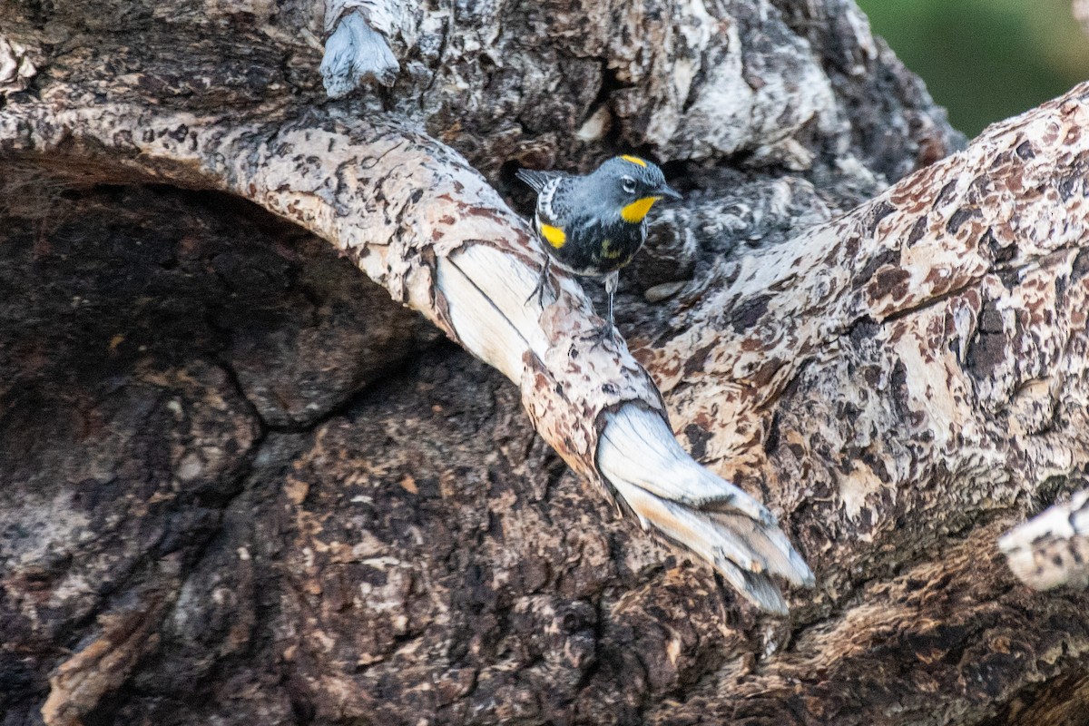 Yellow-rumped Warbler - Samantha Wilber