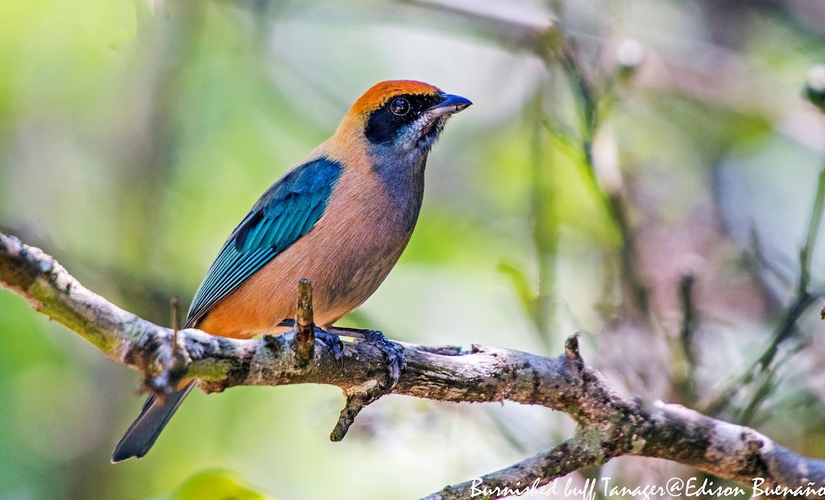 Burnished-buff Tanager - Edison Buenano