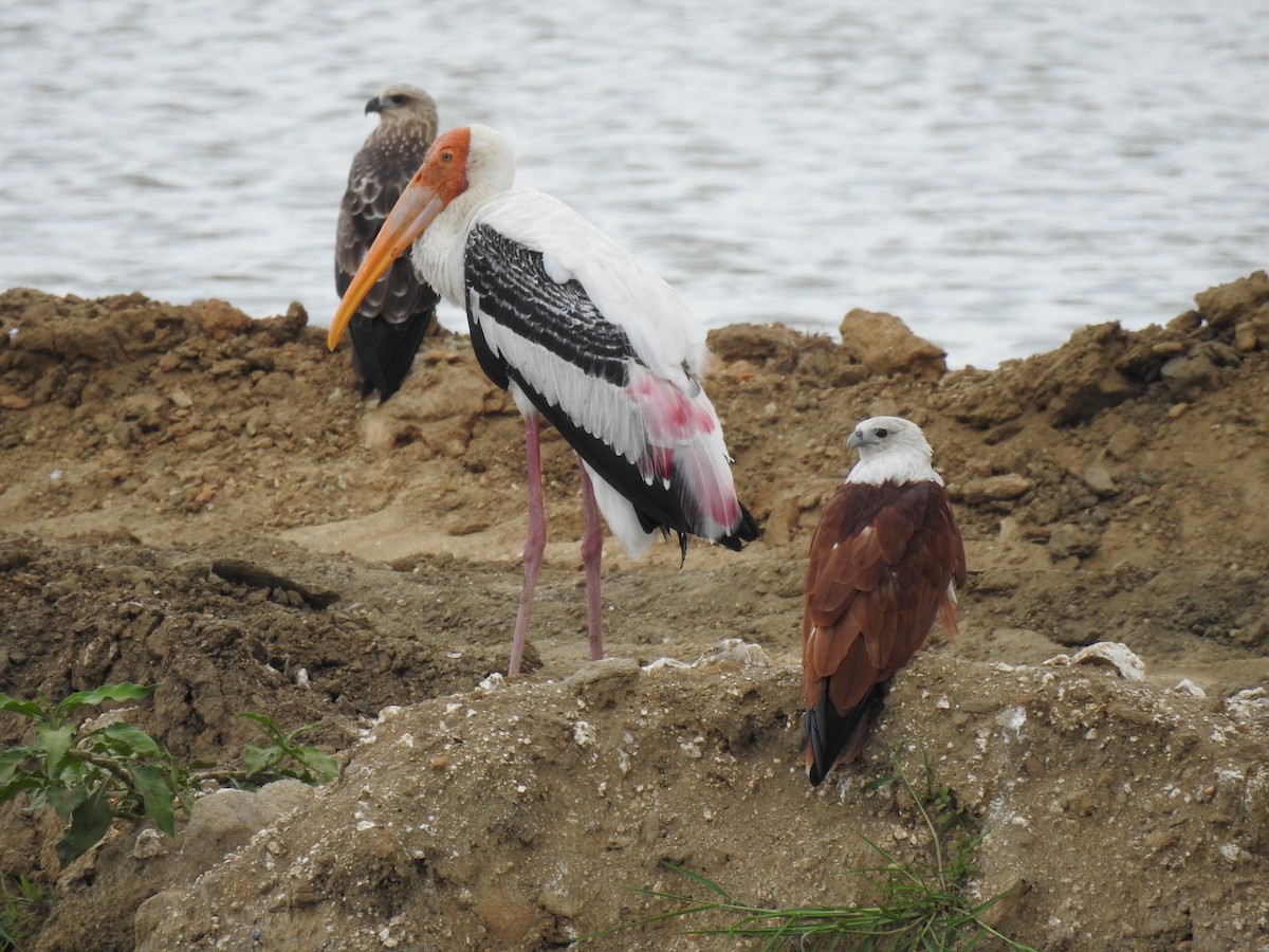 Painted Stork - ML620660630