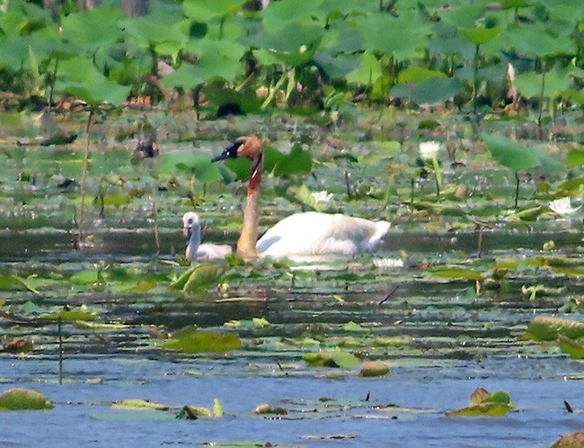 Trumpeter Swan - ML620660634