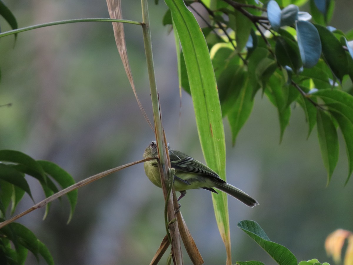 Slaty-capped Flycatcher - ML620660640