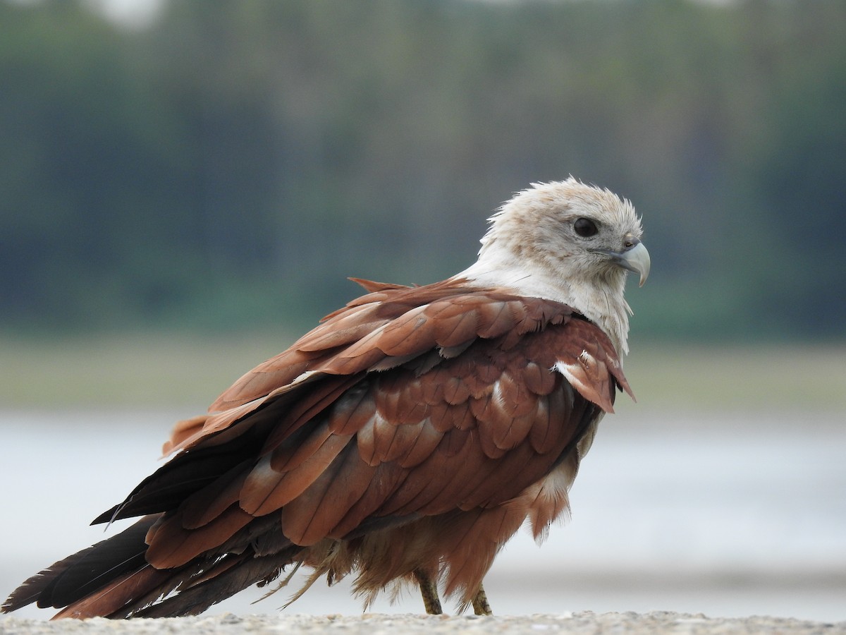 Brahminy Kite - Sudhanva Jahagirdar