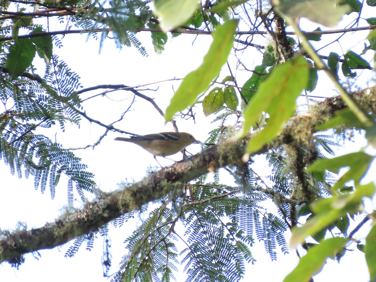 Bay-breasted Warbler - Cristian Cufiño