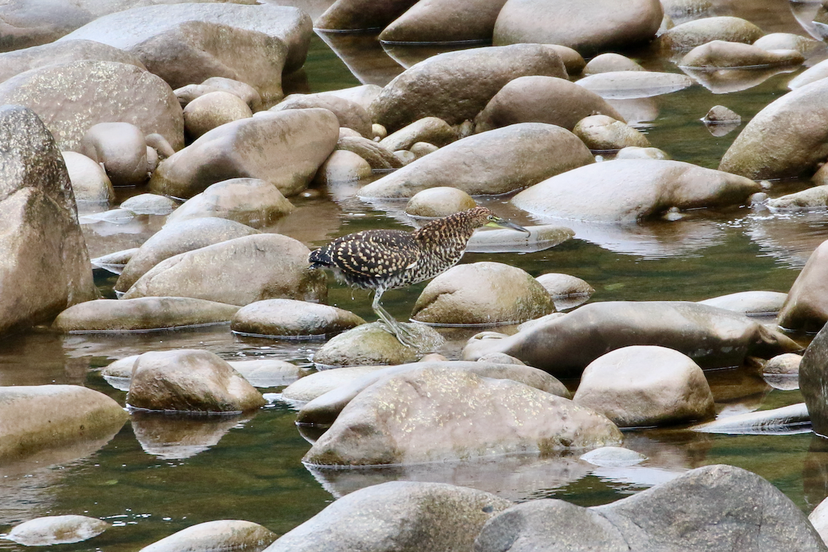 Fasciated Tiger-Heron - Matthew Eisenson