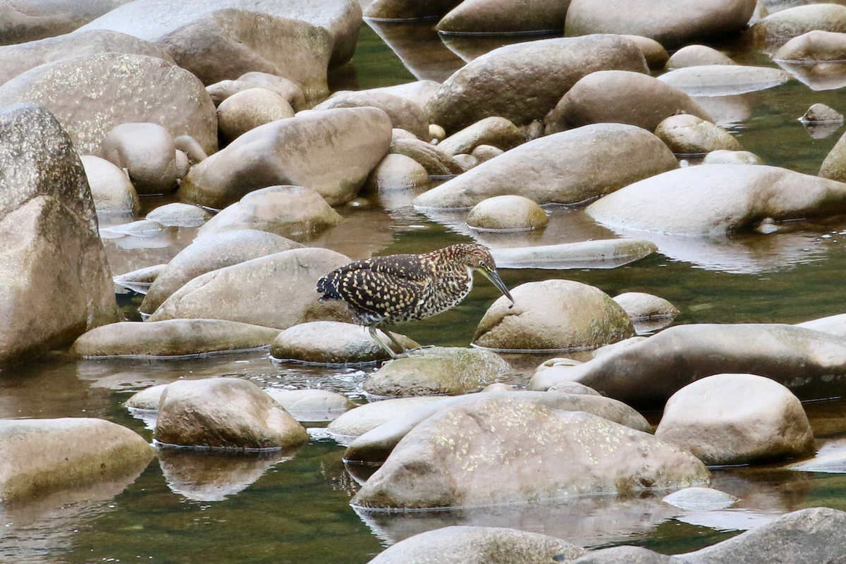 Fasciated Tiger-Heron - ML620660650