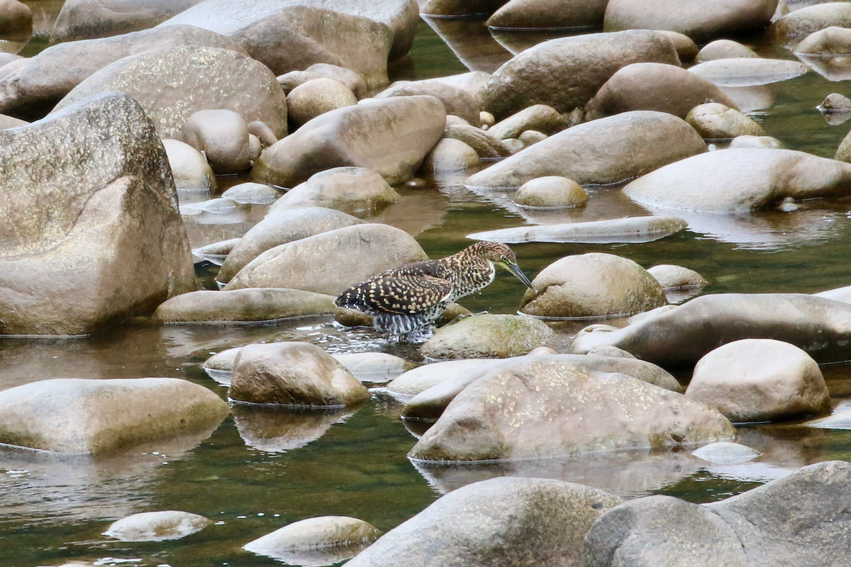 Fasciated Tiger-Heron - ML620660651