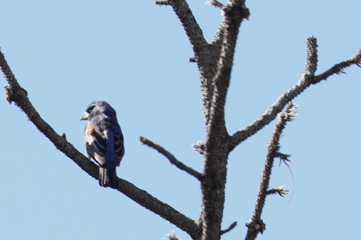 Blue Grosbeak - ML620660654