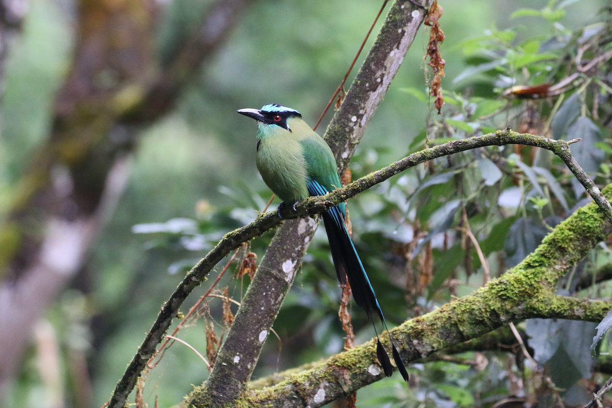 Andean Motmot - ML620660663