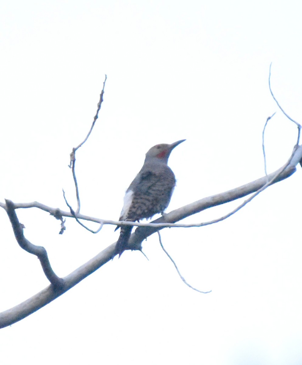Northern Flicker (Red-shafted) - ML620660673