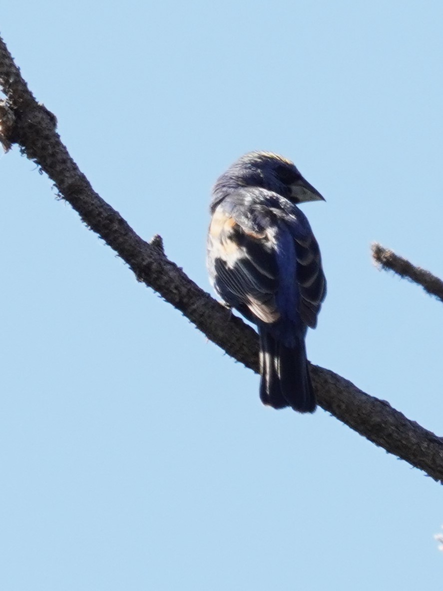 Blue Grosbeak - ML620660674