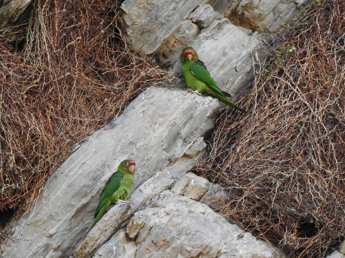 Mitred Parakeet - ML620660676