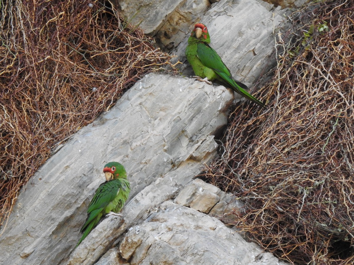 Conure mitrée - ML620660677